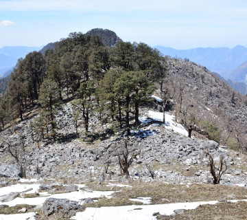 हिमाली वन विनाशकाे डरलाग्दाे चित्र : नांगिए हरिया डाँडा, विज्ञ भन्छन्, 'संकटकाे संकेत'